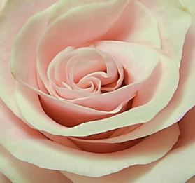 Rose Blush Pink